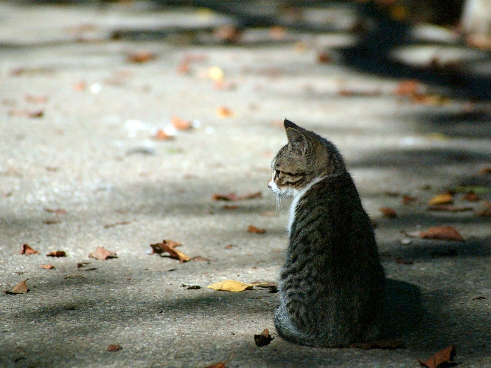 Ученые рассказали, почему коты любят одиночество