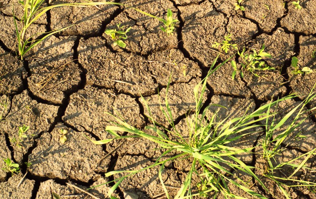 Молдавские синоптики: Минувшее лето - самое засушливое за последние 30 лет