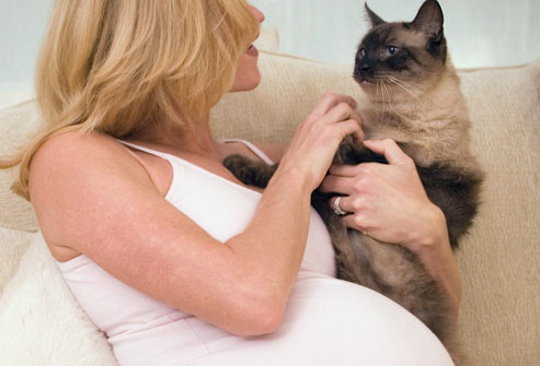 Способы заражения токсоплазмозом, или Ода в защиту кошек