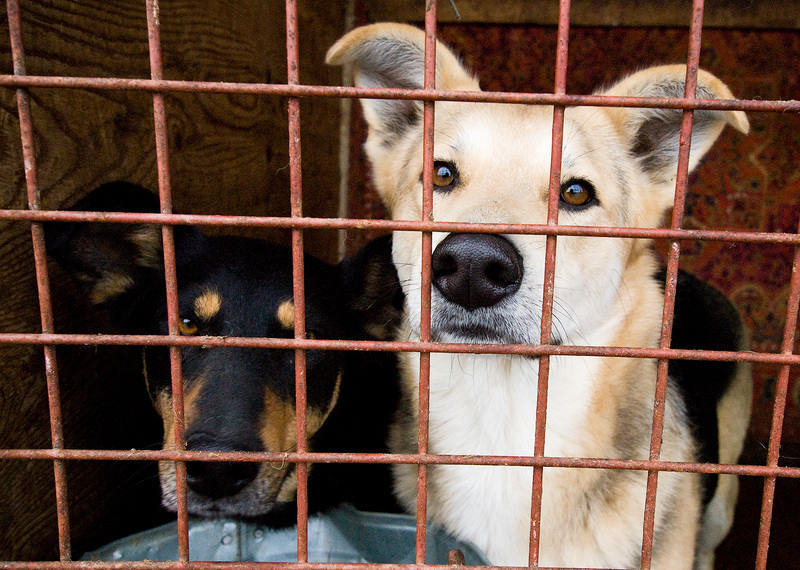 Примэрия Кишинева не сможет построить приют для бездомных животных