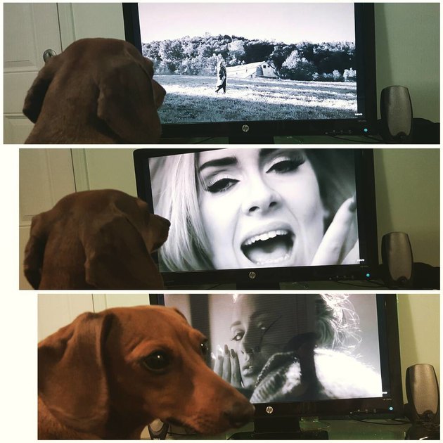 Адель сломала Интернет: клип Hello побил рекорды и стал героем мемов