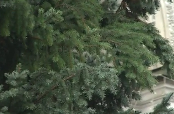 К новогодней елке в Кишиневе прикрепили ветви другого цвета