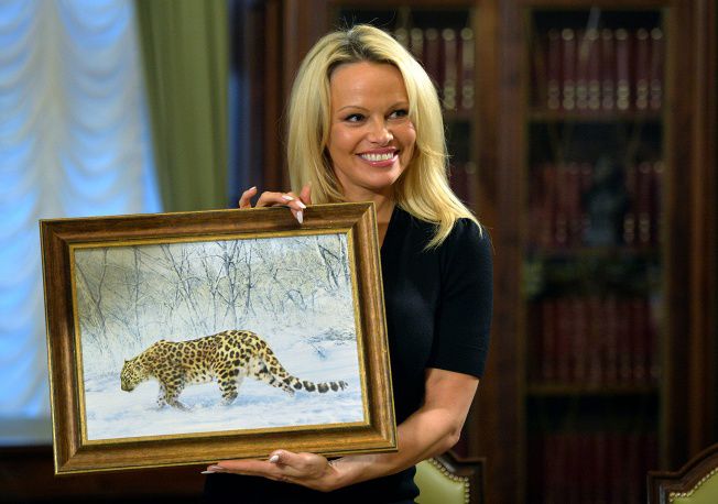 Памела Андерсон стала хранителем дальневосточного леопарда