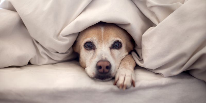 Домашние животные помогают своим владельцам лучше спать