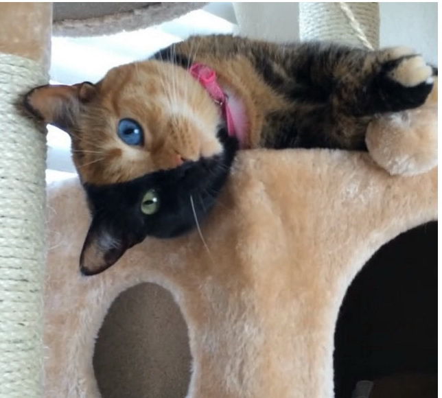 Кошка с двумя «лицами» стала интернет-сенсацией
