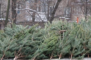 Рождественские елки в столице собирают на переработку