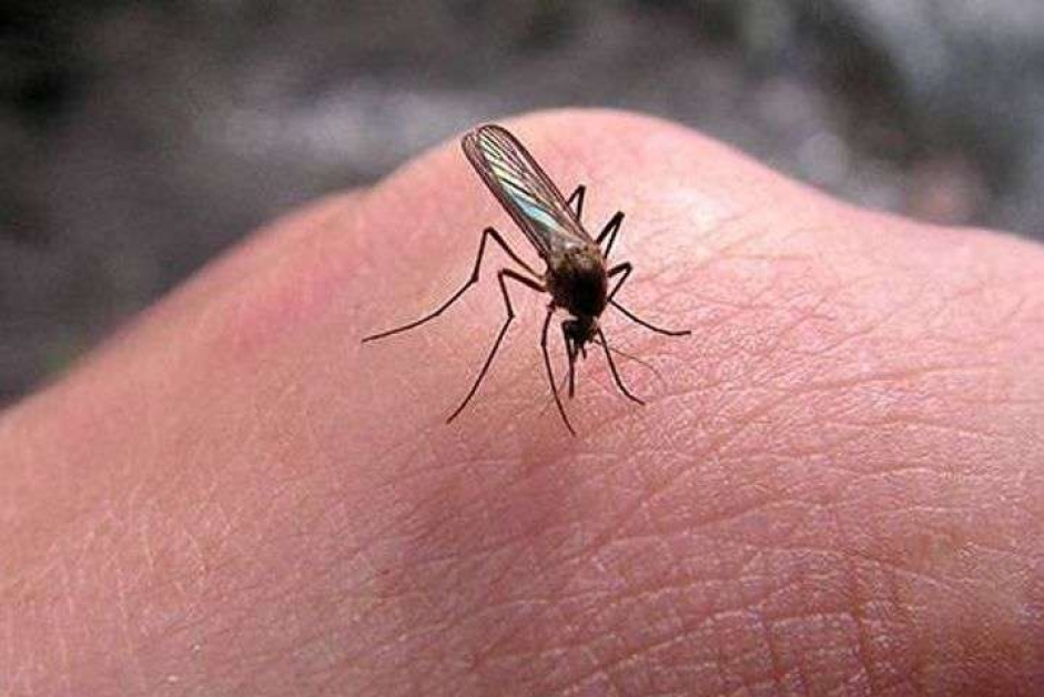 Как кусают комары. Комары.