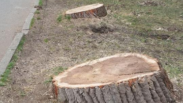 В парке Валя Морилор проходит вырубка сухих деревьев