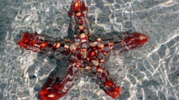 Разработан шоколад для долголетия