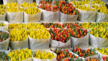 Торговцы цветами, вопреки обещаниям, взвинтили цены на товар