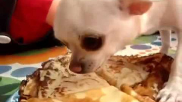 Cățelul Chihuahua și clătitele