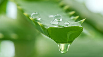 Aloe Vera: 10 beneficii pentru sănătatea ta