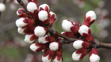 В ближайшие дни сохранится теплая и пасмурная погода