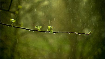 В связи с порывистым ветром и осадками синоптики объявили желтый код