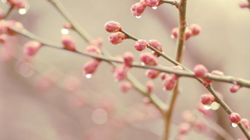 24 марта в Молдове будет до +10, ливни и ветер