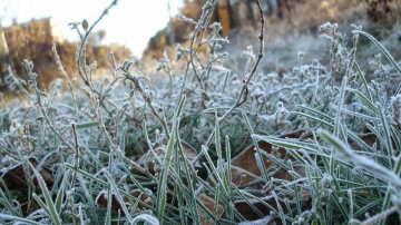 Объявлен желтый код в связи с ночными заморозками