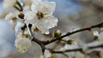 Минувшая ночь была холодной. Столбики термометров опустились до -5
