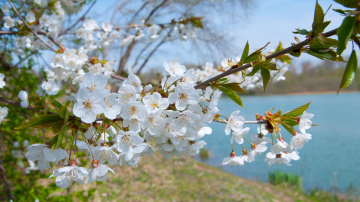 5 afecțiuni care se acutizează în aprilie