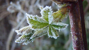 Avertizare meteorologică: Cod galben de îngheţuri în weekend