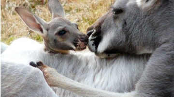 La Grădina Zoologică din Chişinău ţarcul cangurilor este mai bogat cu trei pui
