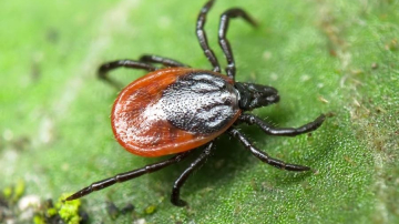 В Молдове раньше обычного активизировались клещи