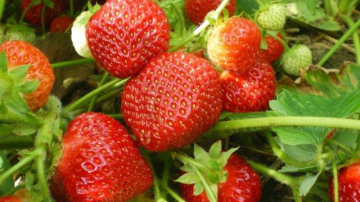 Fructele şi legumele moldoveneşti au apărut în piaţă. De ce sunt nemulţumiţi cumpărătorii