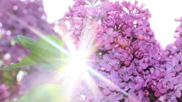 28 апреля в Кишинёве воздух прогреется до 21 градуса