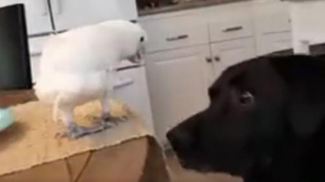 Prietenul adevărat la foame se cunoaște!