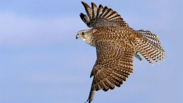 Соколы взяли под охрану знаменитостей в Каннах