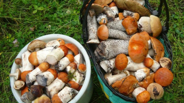 По грибы с удачей ходят: как распознать признаки отравления