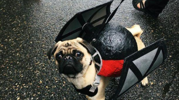 В США прошел парад мопсов в честь "Звездных войн"