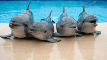 Экологи озабочены условиями содержания дельфинов в Кишиневе