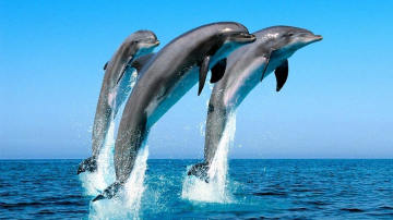 Индия признала дельфинов личностями и запретила дельфинарии