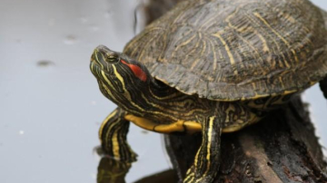 В Днестр выпустили 50 редких черепах