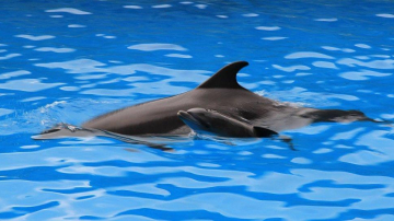 В Батуми дельфиненок родился во время шоу