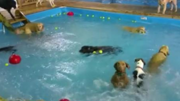 Un cățel îngândurat refuză să se joace în piscină