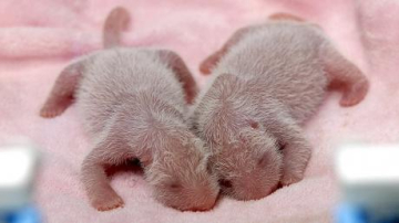 Первая в 2016 году пара близнецов панды родилась в Китае