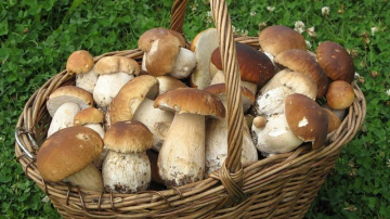 Эксперты советуют быть острожными при сборе грибов после проливных дождей