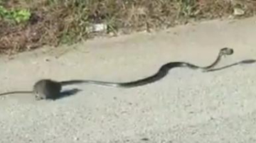 Doar o mamă este capabilă de orice pentru copiii săi!