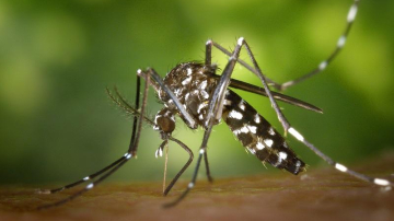 Țânțarul-tigru, cel care transmite virusul Zika și Febra Galbenă, a apărut în Constanța