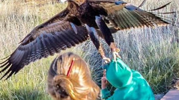 В Австралии орел попытался утащить ребенка