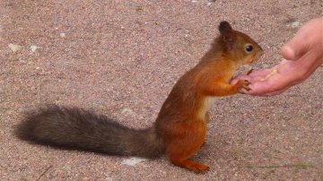 В Британии трехлетнего мальчика до крови искусали белки