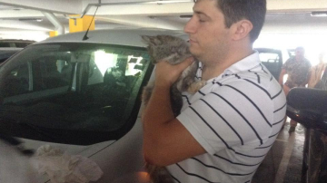 Кота, просидевшего в запертой машине несколько дней, спасли