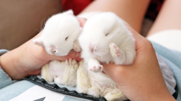 Niște iepurași drăgălași și o dimineață foarte somnoroasă!