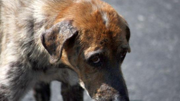 Proiect de lege: cruzimea faţă de animale va fi pedepsită dur