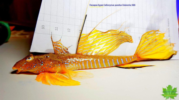 Находка на одесском пляже: на Собачьем пляже нашли редкой красоты краснокнижную рыбу