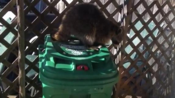 E bun în gospodărie! Un raton a furat o pubelă