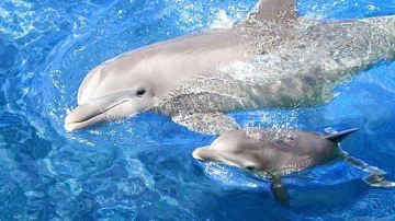 Биологи: Дельфины поют своим будущим детям во время беременности