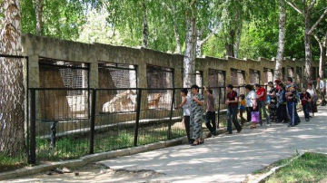 La Grădina Zoologică din Capitală au fost aduşi trei pui de lup Arctic