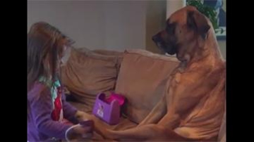 Cel mai impasibil pacient patruped